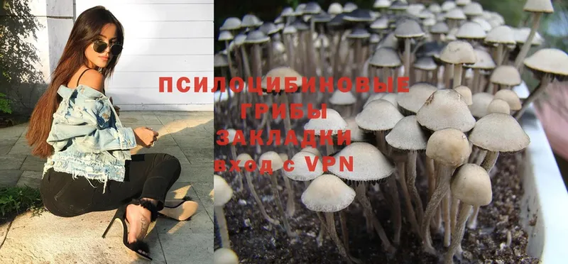 Галлюциногенные грибы Psilocybe  Сортавала 